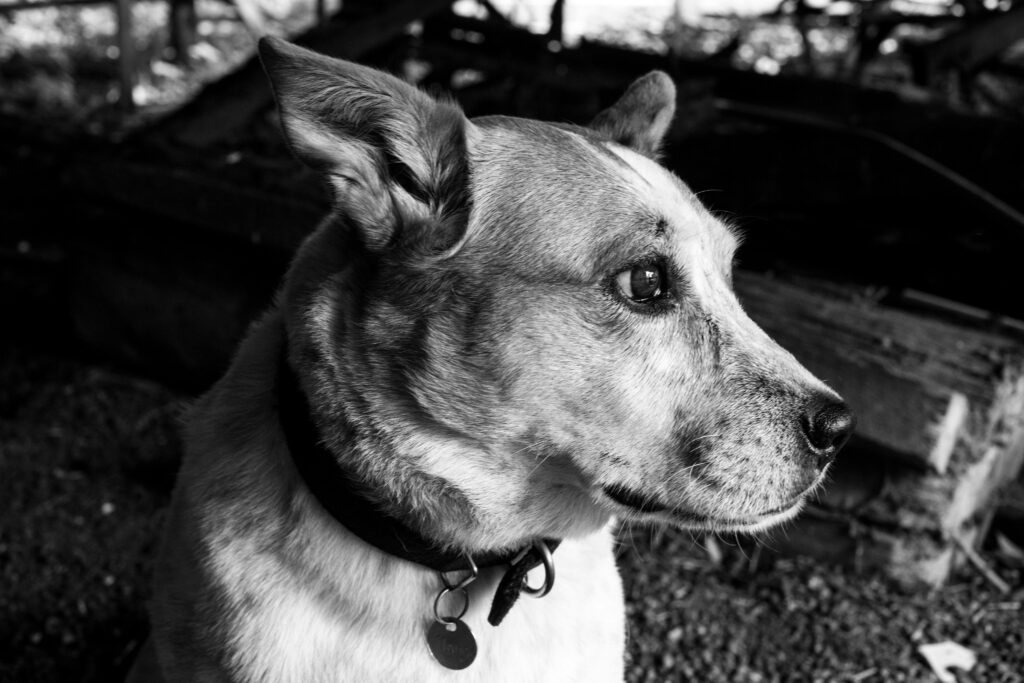 A detailed black and white portrait of a dog's face with focus on its eye.