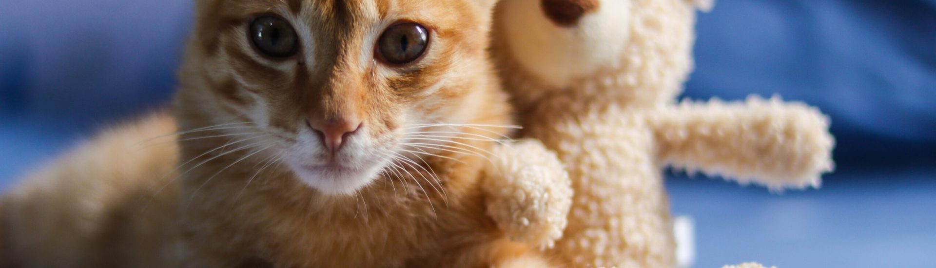 aung-moe-oo-yjXWJCCzJA8-unsplash