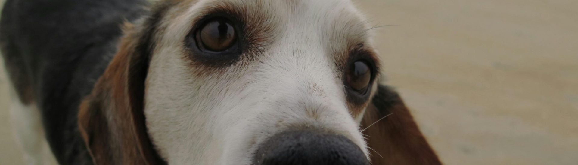 pexels-jameson-zimmer-2153484023-32992779