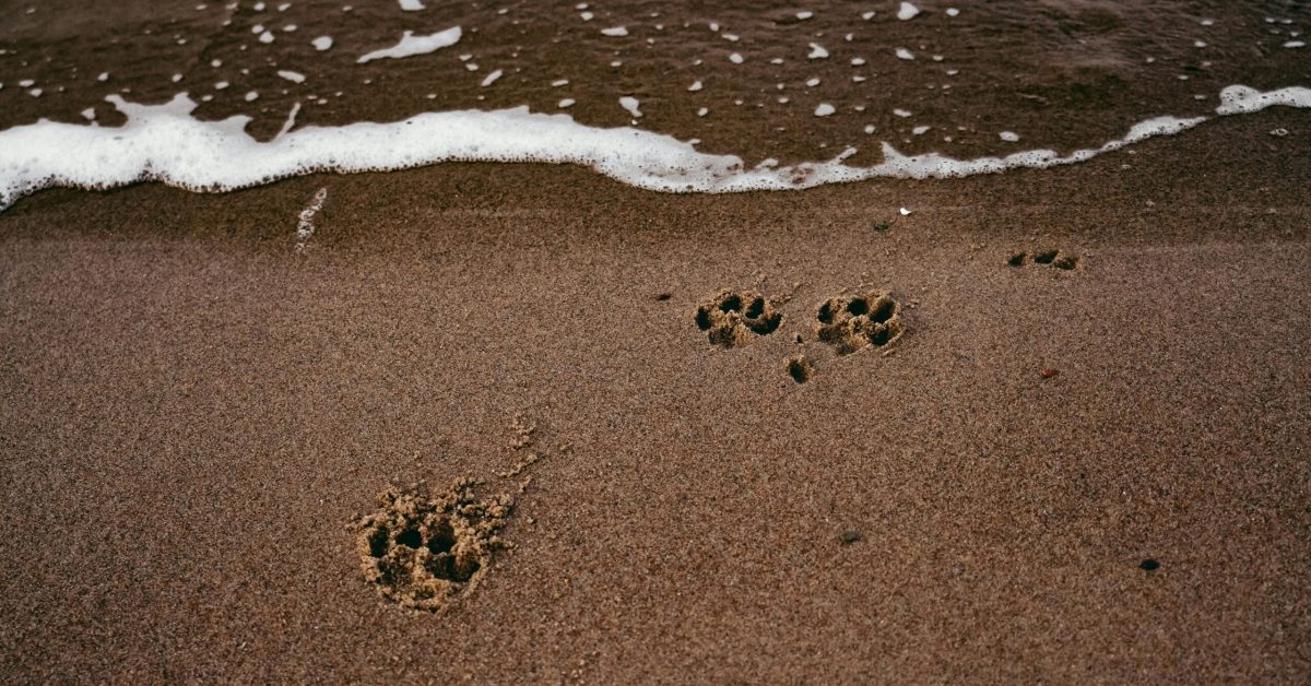 pexels-katia-miasoed-624959709-17436056