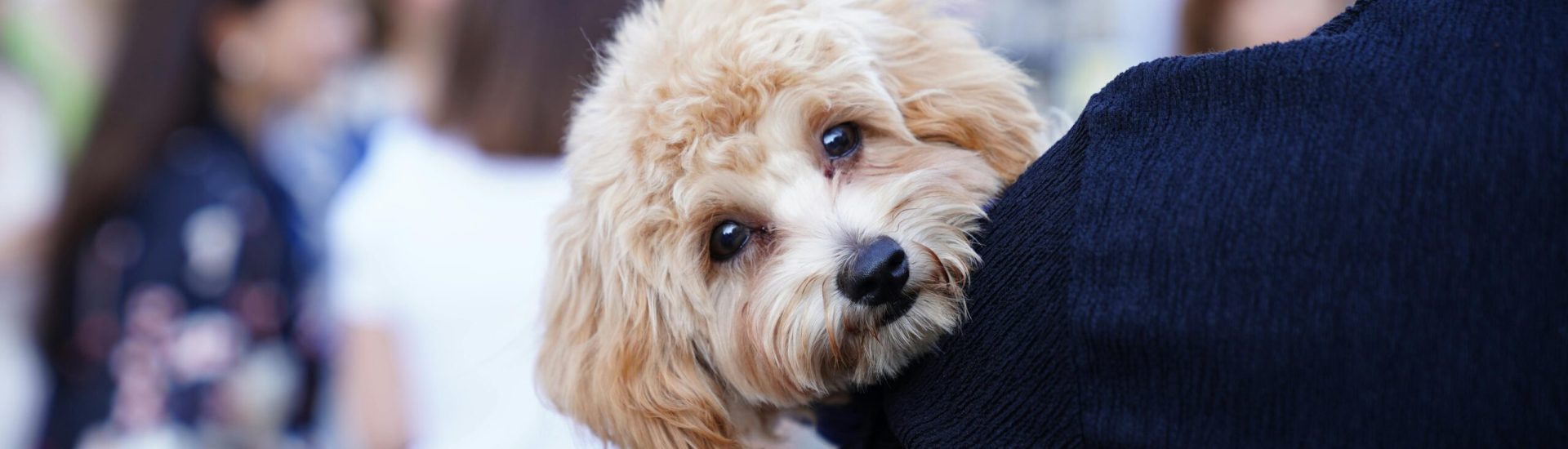 pexels-tahir-x-lf-2153788153-33000545